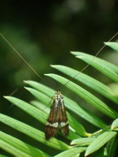 Nemophora degeerella